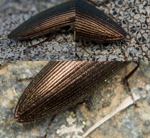 Ctenicera pectinicornis